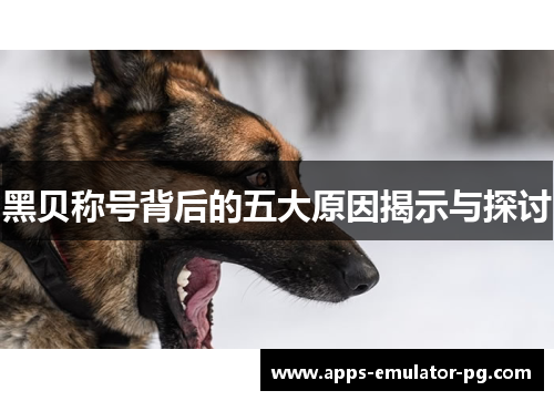 黑贝称号背后的五大原因揭示与探讨